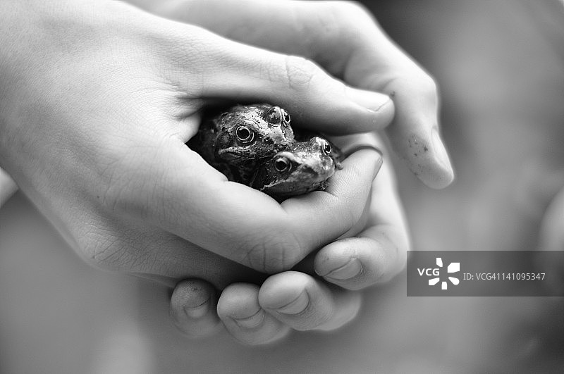 双手捧着青蛙图片素材