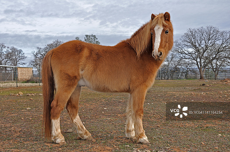 法比奥·韦尔奇哈克尼矮种马图片素材