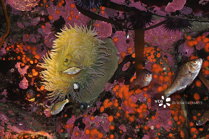 蒙特雷湾水族馆的海葵图片素材