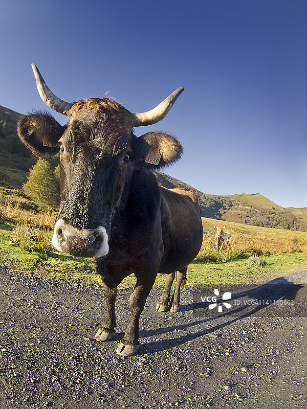 在路上的一头牛图片素材