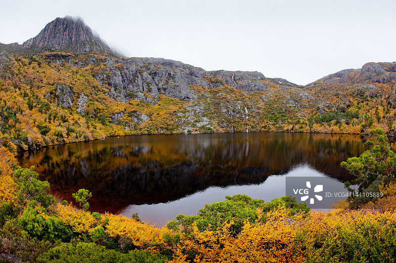 冈氏山毛榉图片素材