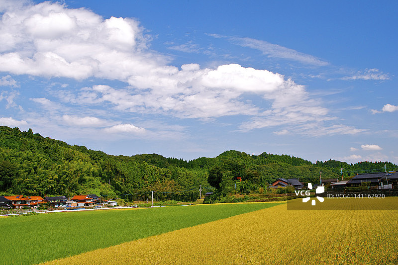 金色与绿色稻田地毯图片素材