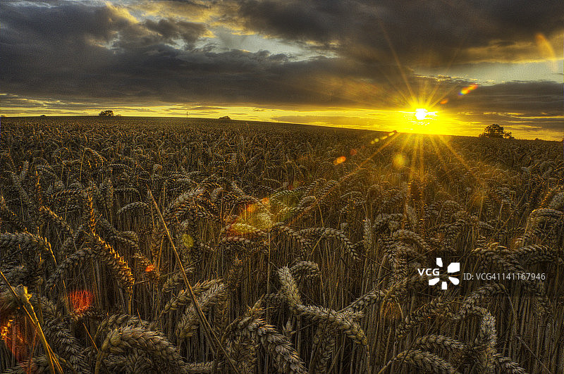 日落时分的麦田图片素材