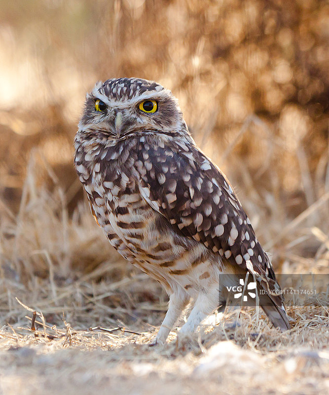 小猫头鹰图片素材