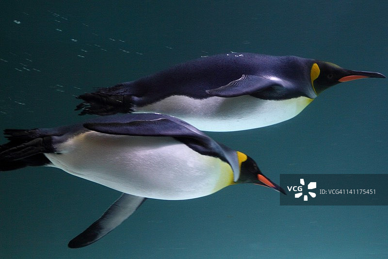 澳大利亚的帝企鹅图片素材