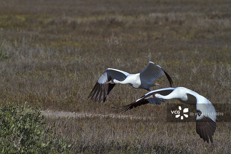 飞行中的美洲鹤图片素材