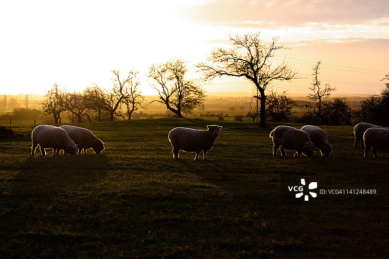 田野里吃草的羊图片素材