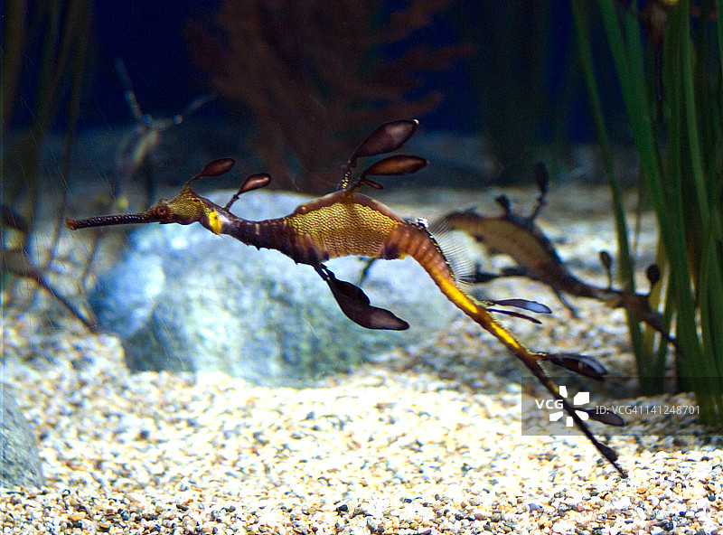 水族馆中的藻类海龙图片素材