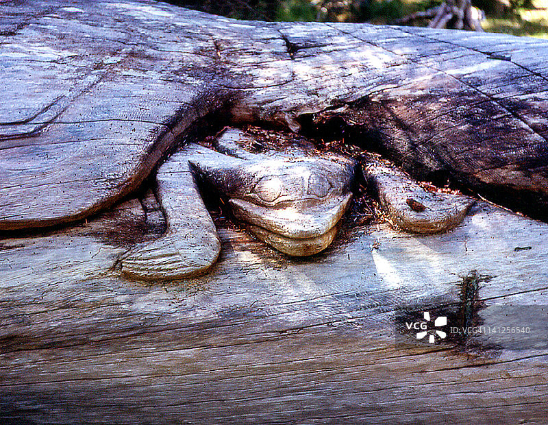 宁斯廷特的青蛙和逆戟鲸图腾图片素材