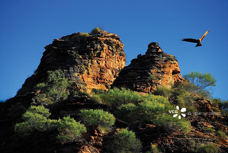 风筝鹰飞越金伯利图片素材