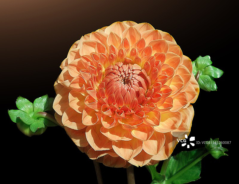 带有三个花苞的大丽花图片素材