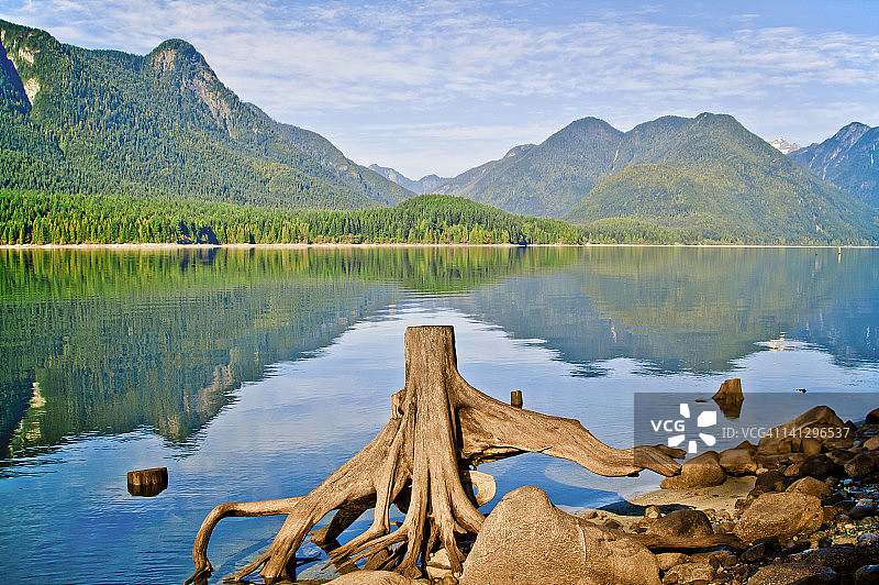 湖边的老树桩和树根图片素材