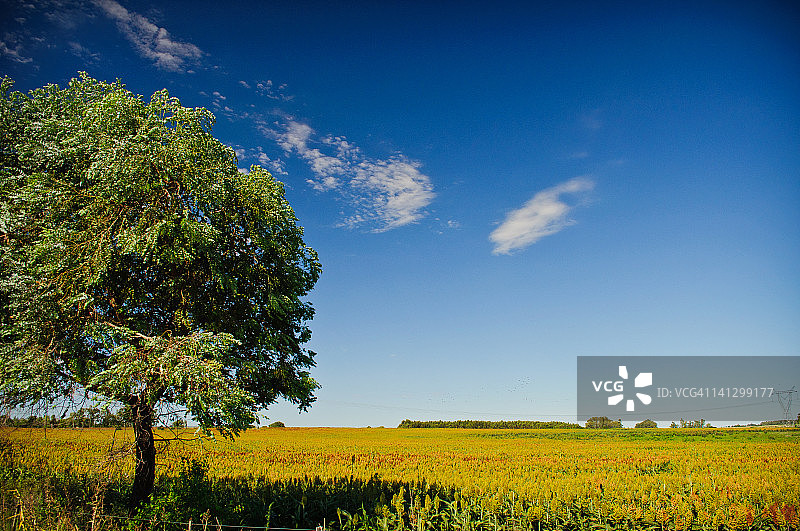 高粱地里的桉树图片素材