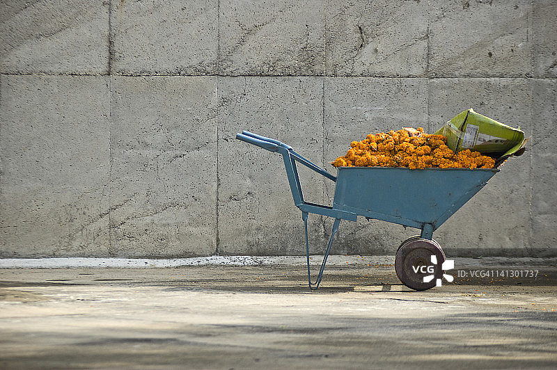 手推车里的万寿菊图片素材