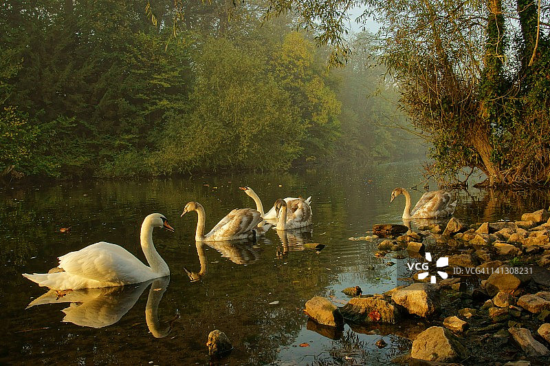 清晨的河中天鹅图片素材
