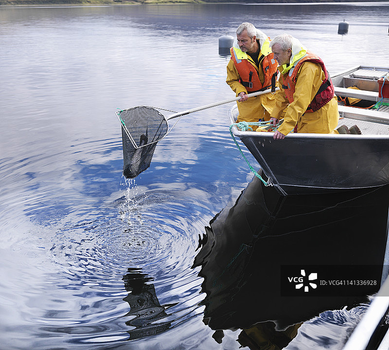 苏格兰三文鱼养殖场在湖中用渔网捕鱼的三文鱼养殖户图片素材
