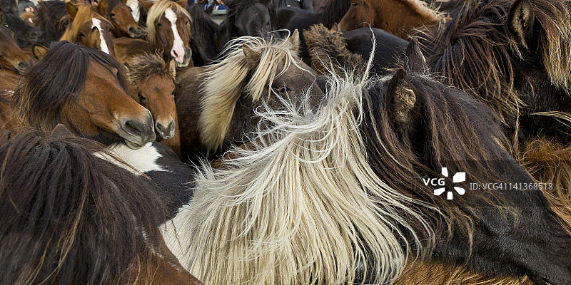 围捕马图片素材