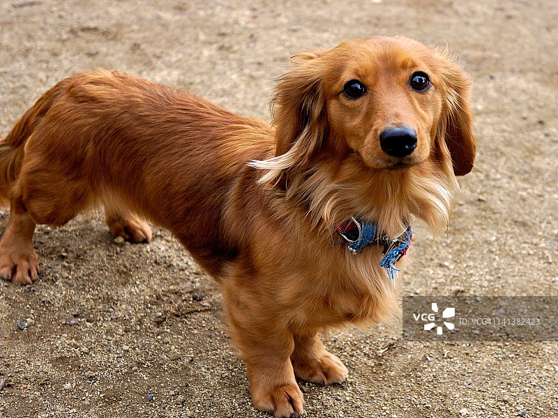 迷你腊肠犬图片素材