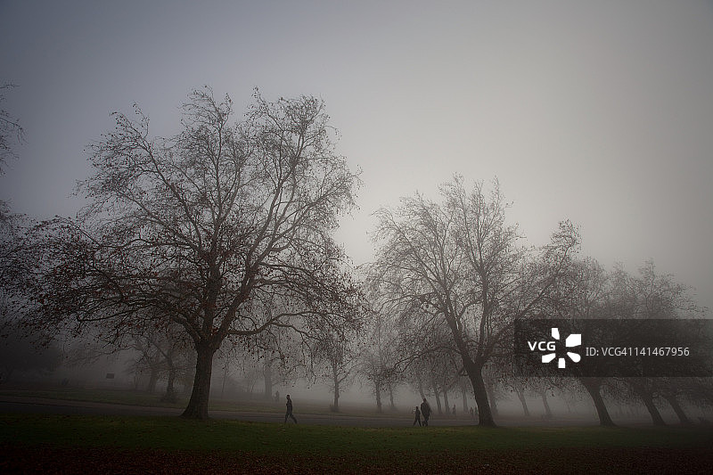 薄雾公园里的光秃树木图片素材