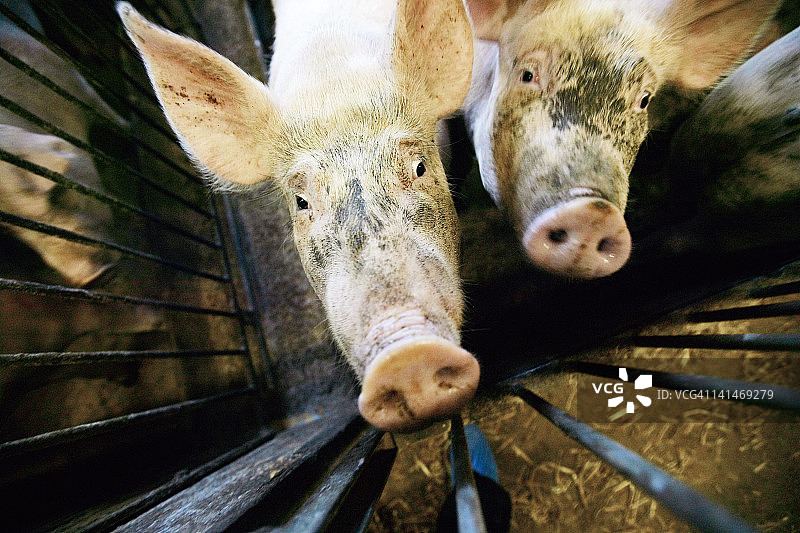 笼子里的猪图片素材