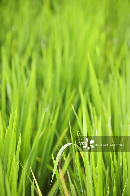 乌布巴厘岛稻田图片素材