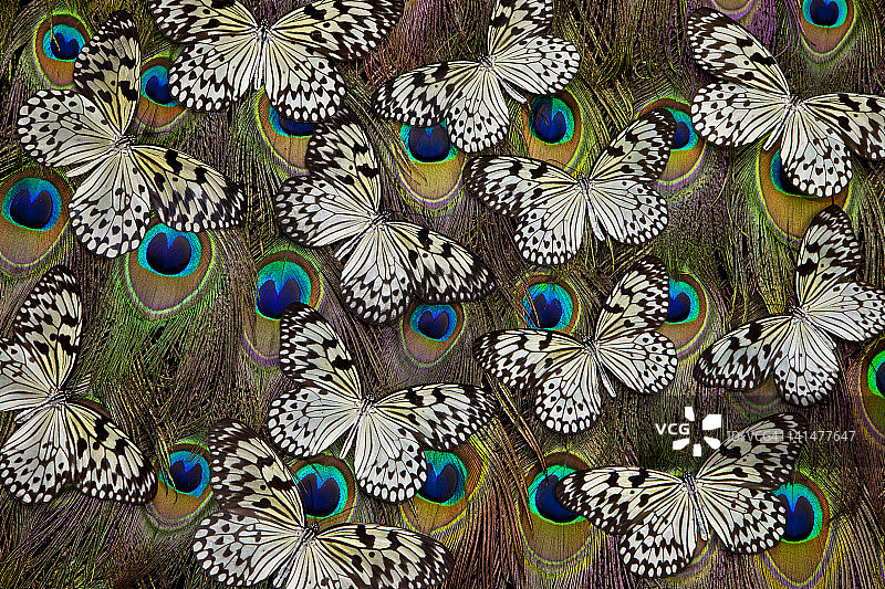 孔雀尾羽上的纸风筝蝴蝶图片素材