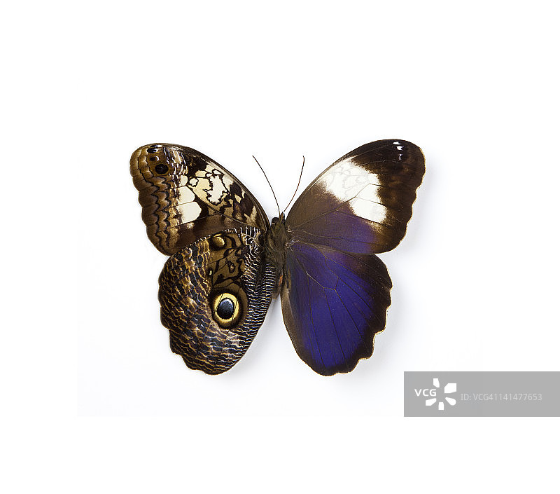 猫头鹰蝶图片素材