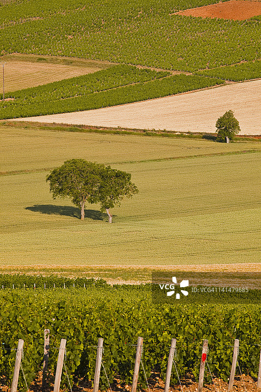 桑塞尔附近交错的葡萄藤与田野图片素材
