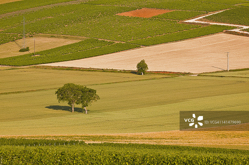 桑塞尔附近交错的葡萄藤与田野图片素材