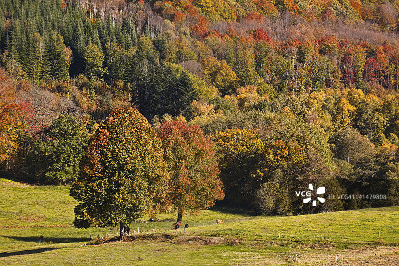 莱斯·特鲁瓦·科恩斯山脚下的森林场景图片素材