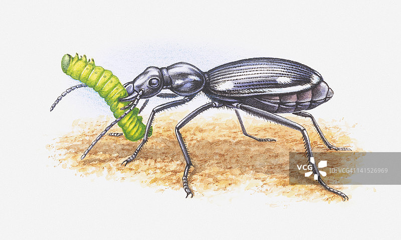 普通黑地甲虫（Pterostichus melanarius）用强壮的下颚抓住毛毛虫的插图图片素材