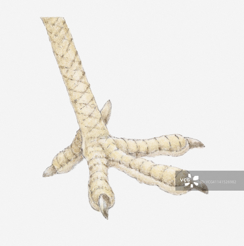 鸡爪特写插画图片素材