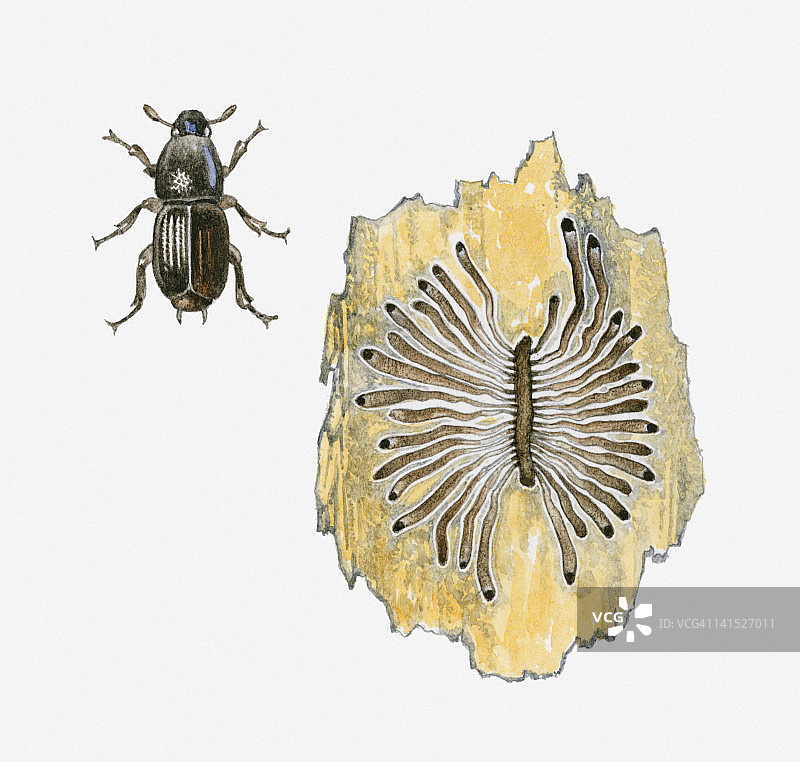 榆树皮甲虫及其幼虫在榆树皮中形成的隧道系统图示图片素材