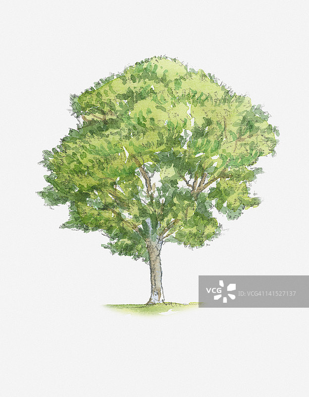具有绿色叶子的欧洲无梗花栎树的插图图片素材