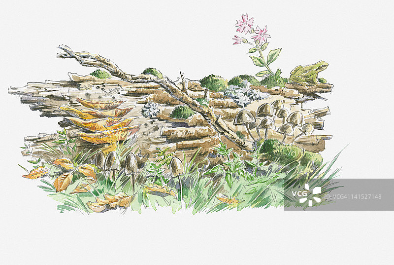 苔藓、地衣、真菌、植物以及青蛙、幼虫和昆虫在腐烂物上生长的原木插画图片素材