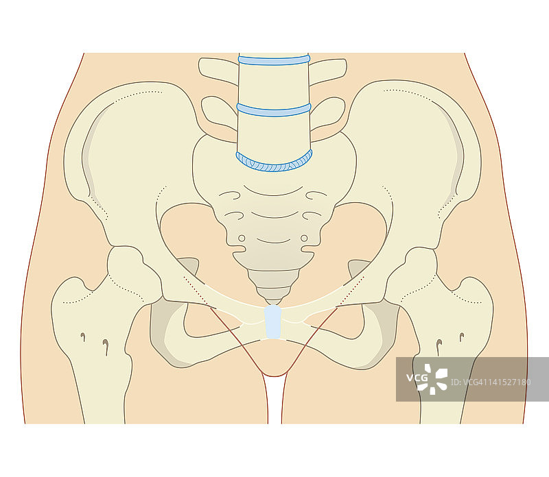 女性骨盆生物医学横截面图图片素材