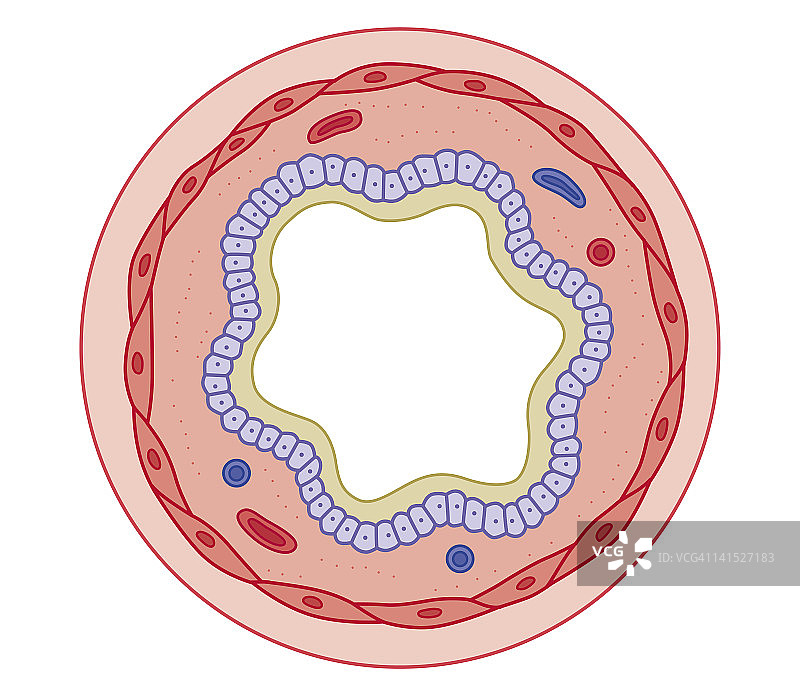 支气管扩张药物作用原理生物医学截面图：服药后肌肉放松，气道扩张，增加气流图片素材
