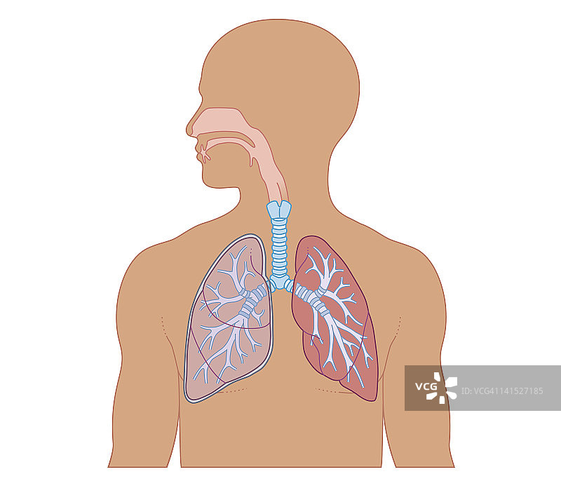 成年男性呼吸系统结构的生物医学横截面图图片素材