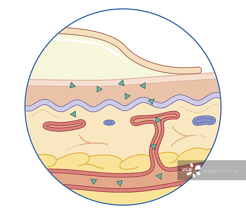 药物持续从皮肤表面的粘性贴片或凝胶中释放，进入血管的生物医学横截面图图片素材