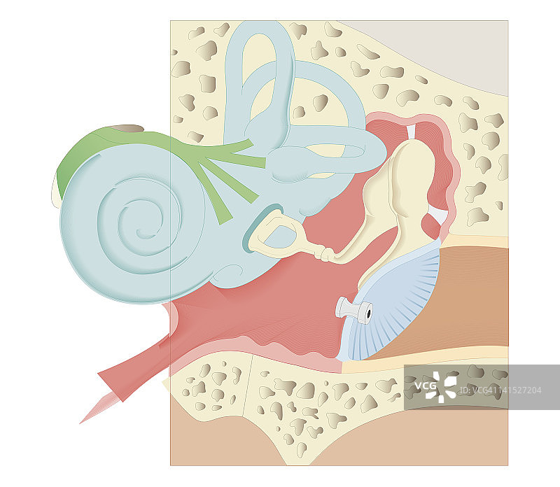 鼓膜内插入垫圈的生物医学横截面图图片素材