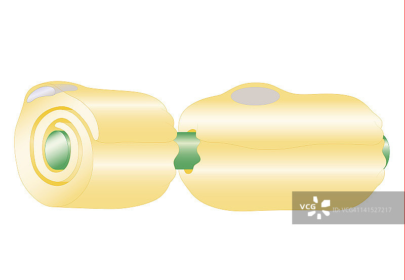 神经发育横截面生物医学插图，轴突包裹在朗飞节分隔的髓磷脂中图片素材
