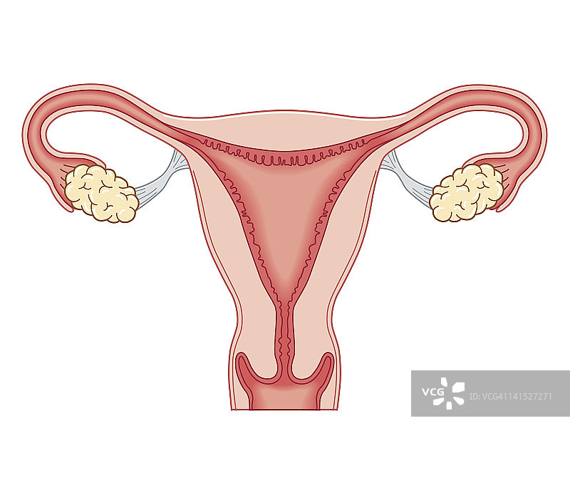女性生殖系统的生物医学横截面图图片素材