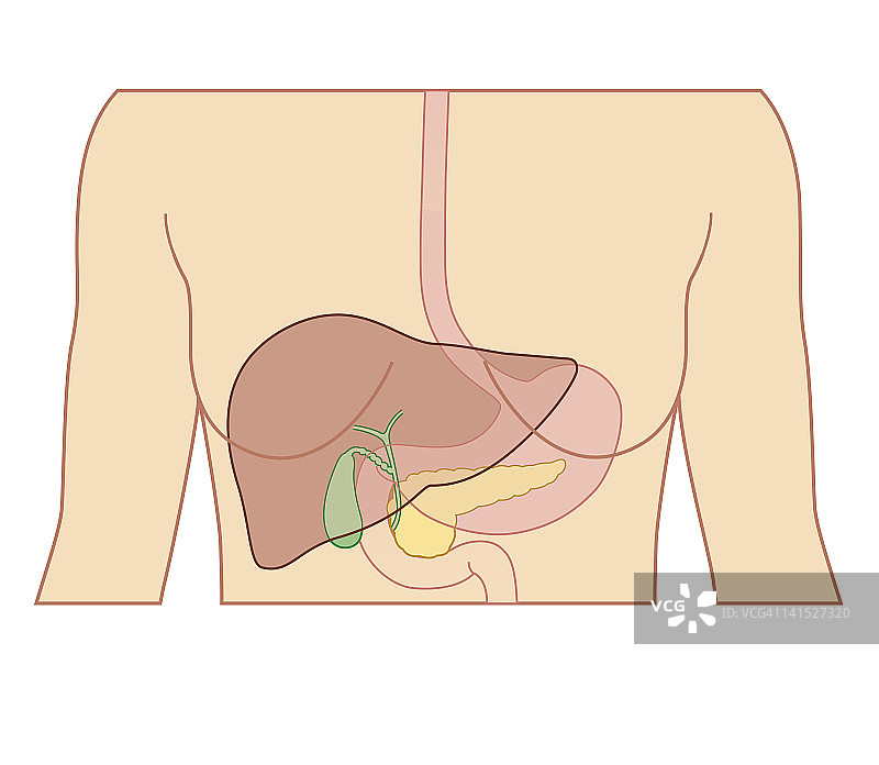 女性肝脏、胆囊和胰腺位置生物医学横截面图图片素材