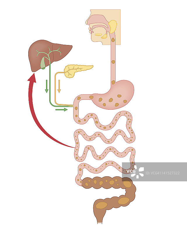 消化系统中化学分解的生物医学截面图图片素材