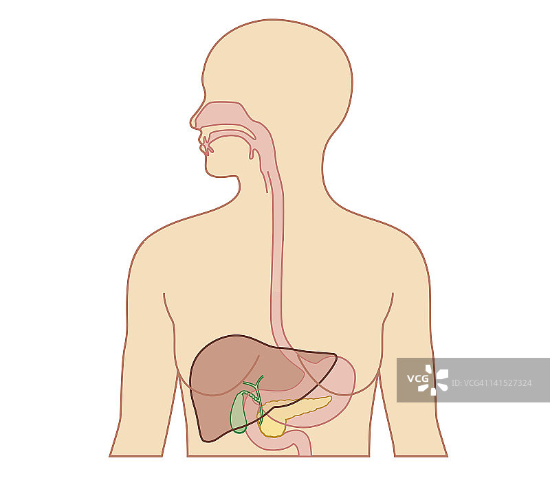成年女性食道、肝脏、胆囊、胰腺的生物医学横截面图图片素材