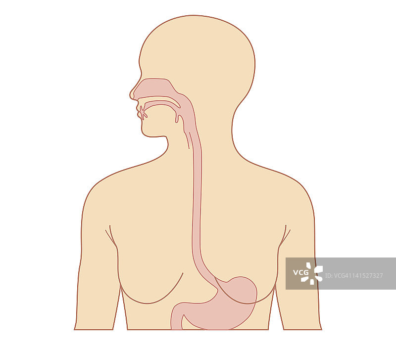 成年女性食道和胃的生物医学横截面图图片素材