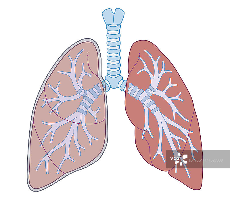 连接到气管的肺部生物医学横截面图图片素材