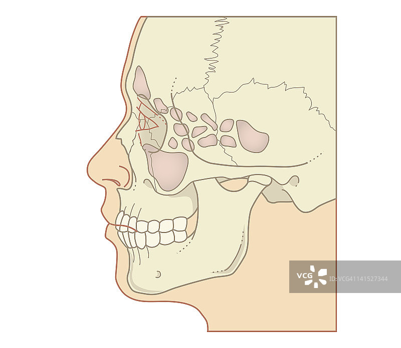 鼻窦位置横截面生物医学图（侧面）图片素材