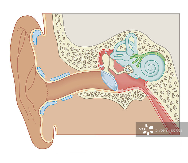 人耳生物医学横截面图图片素材