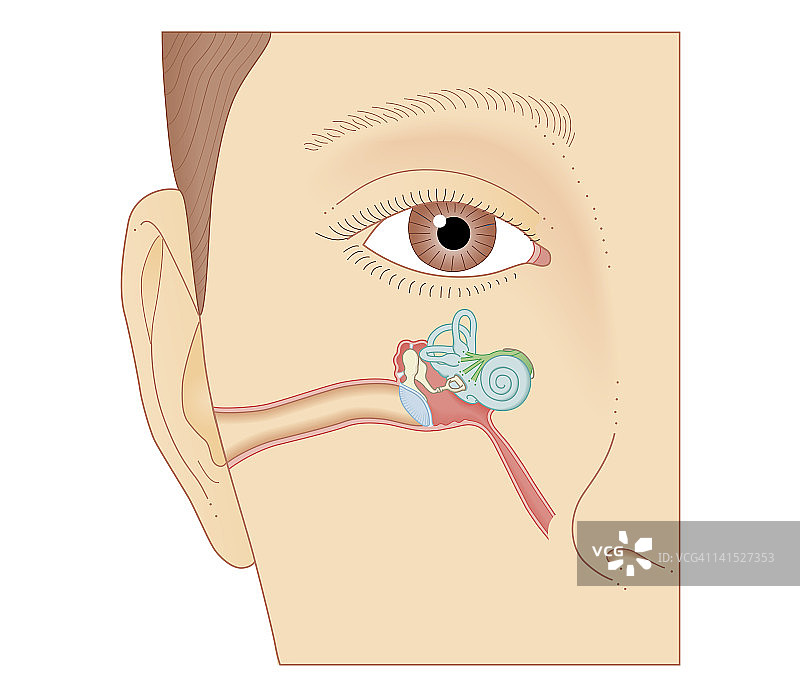 耳朵内部组件的生物医学截面图图片素材